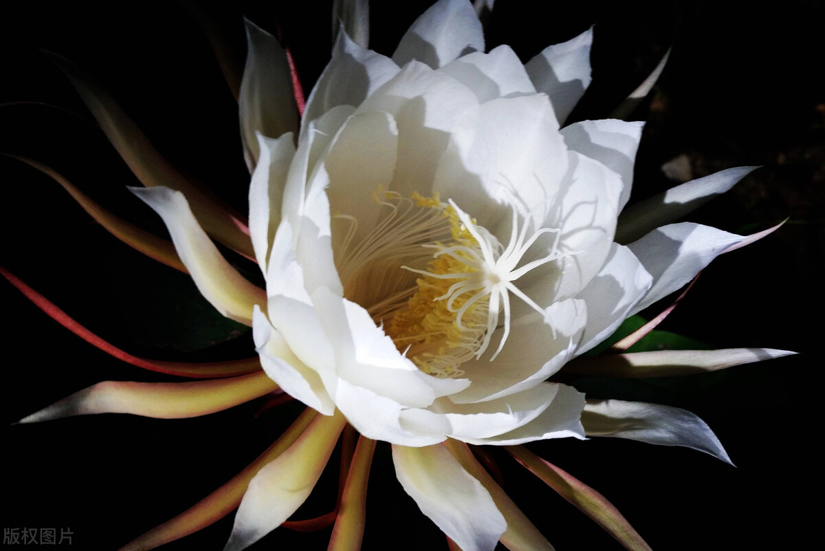 昙花什么时候开花【昙花什么时候开花一年开几次】